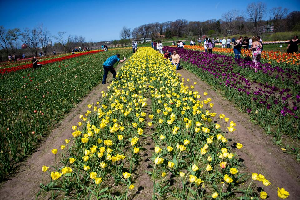 Scenes from Tulip Time 2022 as people walk through fields of tulips Monday, May 9, 2022, at Windmill Island Gardens in Holland. 