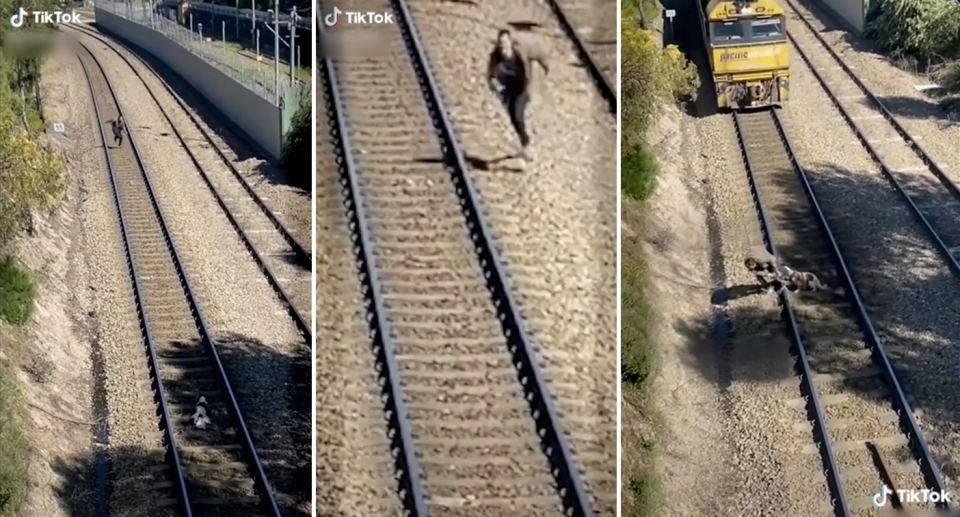 Three stills from the TikTok of the dog rescue.