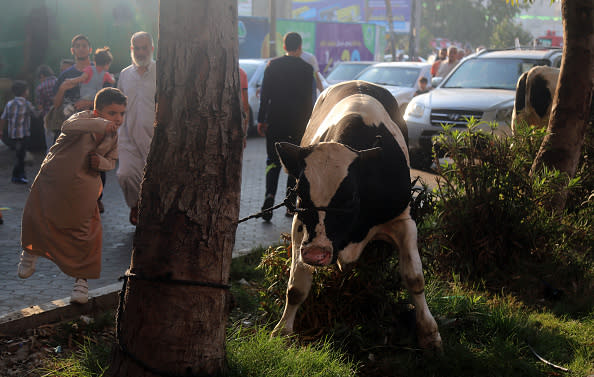 Palestinians watch a cattle on the first day of the Feast of Sacrifice or Eid al Adha in Gaza City , Tuesday, Aug. 21, 2018. During the Eid al-Adha, or Feast of Sacrifice, Muslims slaughter sheep or cattle to distribute portions of the meat to the poor. (Photo by Majdi Fathi/NurPhoto via Getty Images)