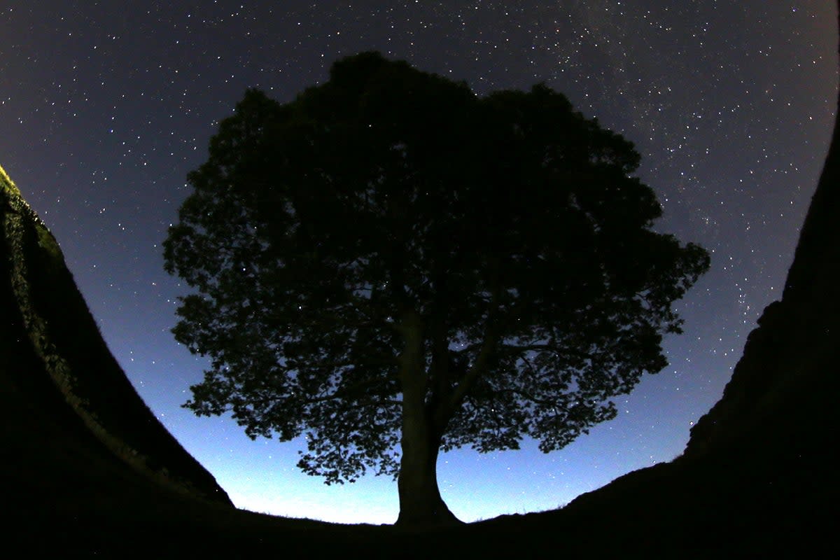 The tree was illegally chopped down in September, causing an outroar (AP)