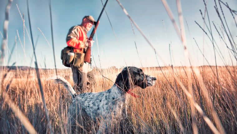 Dog Owner Seeks Action for SC Hunting Law