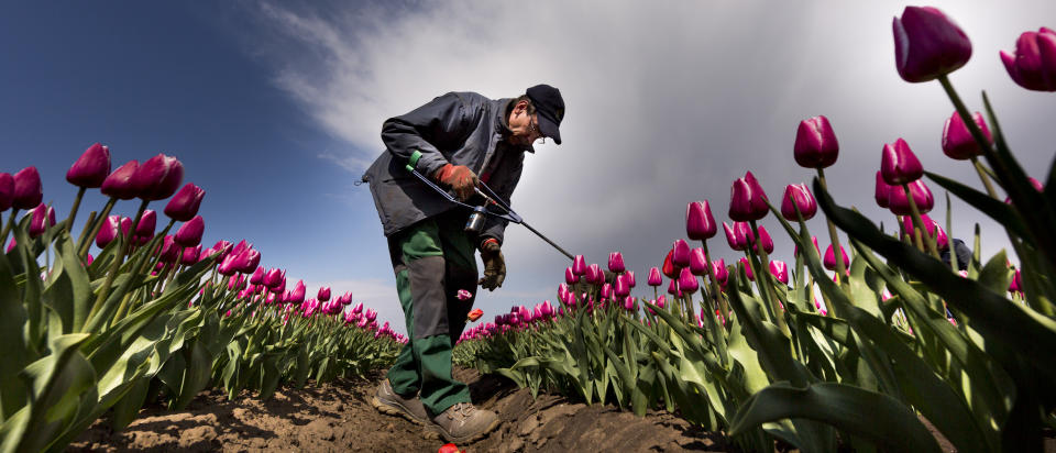 Tulip Fields Blossom Near Magdeburg