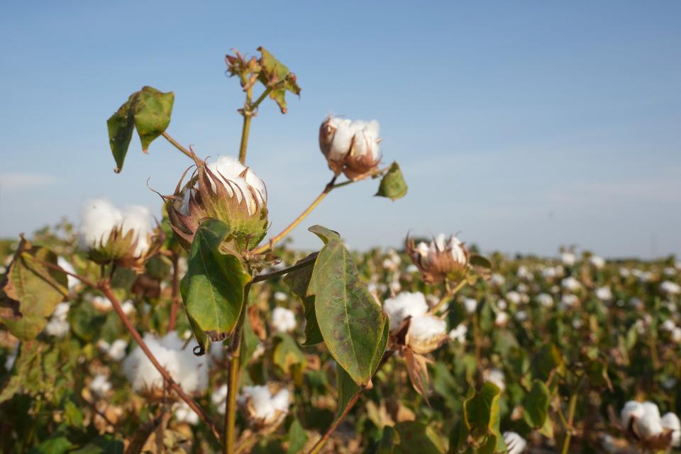 A cotton field suffers from the effects of drought in eastern Williamson County. The cotton crop has been drastically reduced because of the lack of rain.
