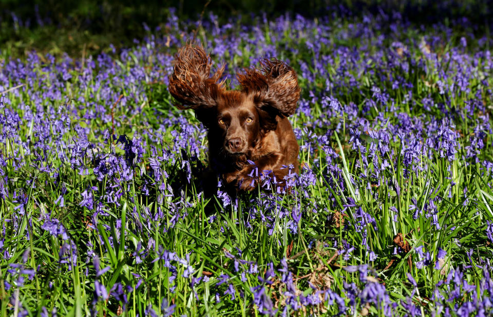 <p>A spaniel named 'Pickle' jumps through a blanket of bluebells near their peak at the National Trust's Basildon Park near Goring-on-Thames in Berkshire, where careful management of the estate's ancient woodland by trust staff and volunteers enables the bluebells to thrive. Picture date: Thursday April 22, 2021.</p>
