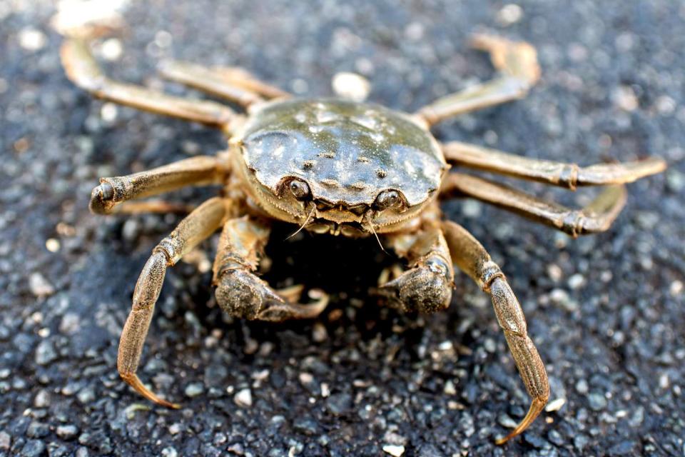 <p>Hauke-Christian Dittrich/picture alliance via Getty</p> A stock photo of a mitten crab.