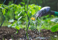 <p> <b>Les tomates ont besoin de beaucoup d’eau pour se développer</b> et arriver à maturité. L’apport d’eau se fait 2 à 3 fois par semaine, avec un rythme régulier. Pour limiter ces corvées d’arrosage, pensez à pailler le pied des tomates et renseignez-vous pour installer un arrosage goutte à goutte. Chaque goutteur apportera la juste quantité d’eau, sans excès et sans risque de manque. Autre solution, placez des oyas que vous remplirez d’eau. Ces réservoirs autonomes et écologiques en céramique microporeuse diffusent lentement l’humidité nécessaire aux pieds de tomates.<br><b>Préférez toujours arroser le pied et non le feuillage</b>, avec une eau tempérée et le soir ou le matin.</p><br>