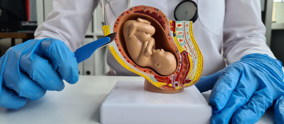 Gynecologist doctor holds scalpel and abortion anatomy of fetus of child. Termination of pregnancy concept