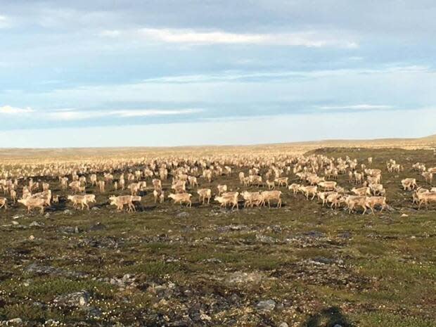 Migrating caribou near Meliadine Mine will be the subject for a new working group between the Nunavut government and the Kivalliq Wildlife Board. Dustin Ilnik took this shot of a herd near Rankin Inlet, Nunavut in 2017.  (Submitted by Dustin Ilnik - image credit)