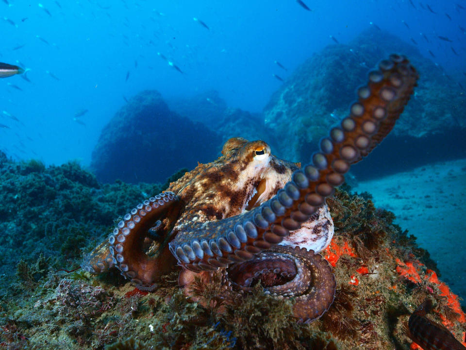 Lebende Oktopoden gelten vor allem in Asien als Delikatesse. (Bild: Getty Images)