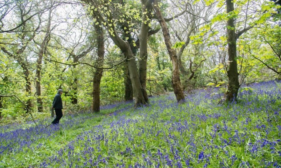 Penglais woods