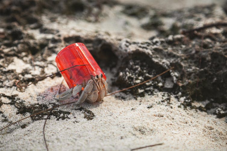 Hermit crab using red plastic bottle cap as a shell, walking across beach surface covered in sand and seaweed.