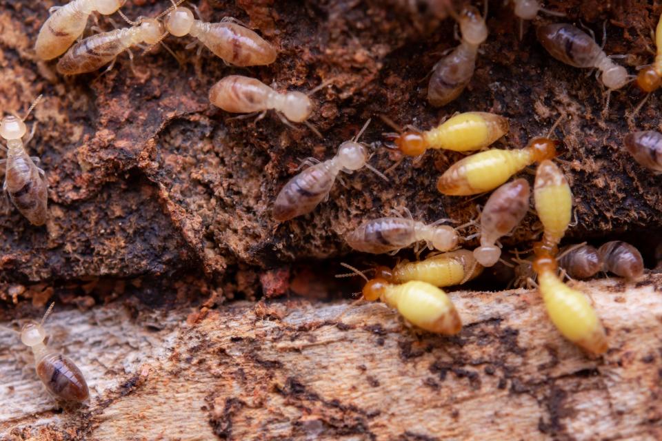 Termites are some of the more damaging bugs that become more active in the spring.