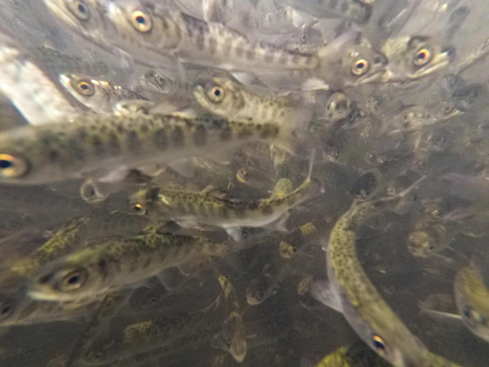 In this photo provided by the California Department of Fish and Wildlife, juvenile Chinook salmon swim in a raceway at Iron Fish Gate Hatchery, Siskiyou County, Calif., before their relocation on July 7, 2021. Baby salmon are dying in the thousands in one river and an entire run of endangered salmon could be wiped out in another due to the blistering heat waves and extended drought in the U.S. West. Recently California fish and wildlife officials decided not to release more than 1 million hatchery-raised baby chinook salmon into the wild, and instead drove them to several hatcheries that could host them until Klamath River conditions improve. (Travis VanZant/CDFW via AP)​