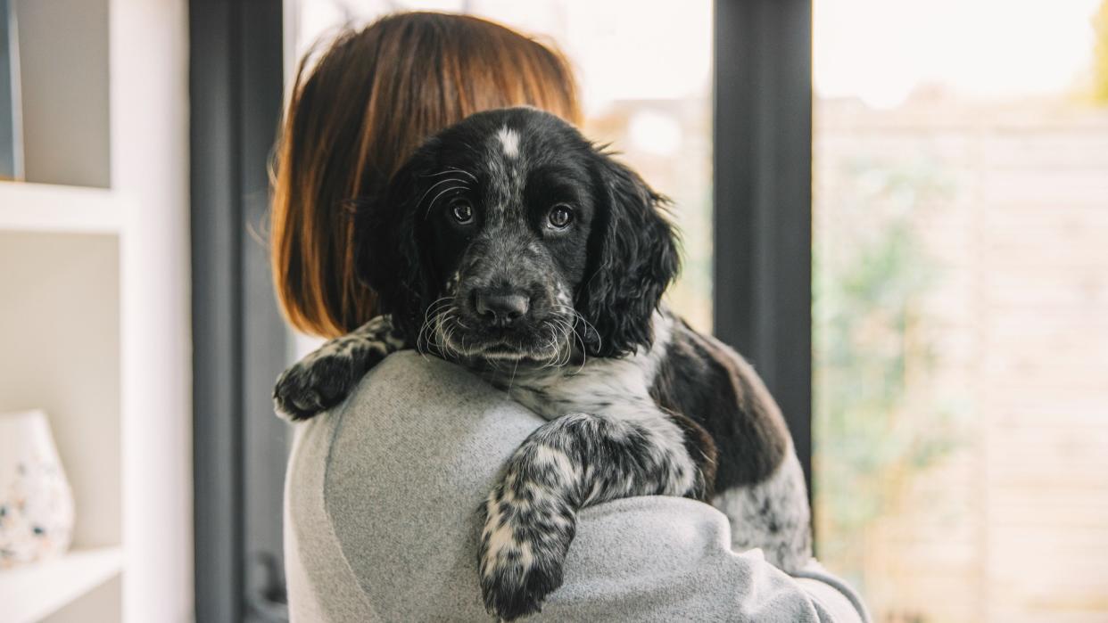  Woman holding a Cocker Spaniel puppy 