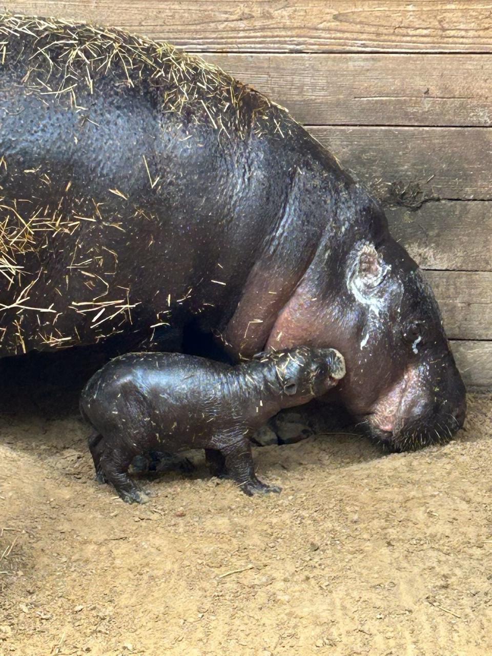 ZooTampa at Lowry Park is celebrating the birth of rare and endangered pygmy hippopotamus.