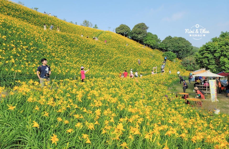 彰化花壇｜虎山巖金針花