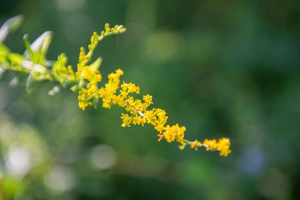 During a recent visit to Shaw Farm in Sutton, Rachel Goclawski said goldenrod has medicinal properties to ward off allergies, and also can be used to make tea, Aug. 31, 2022.