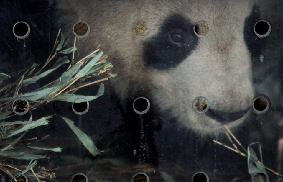 Chinese Pandas Huan Huan and Yuan Zi Arrive In Roissy Charles de Gaulle Airport