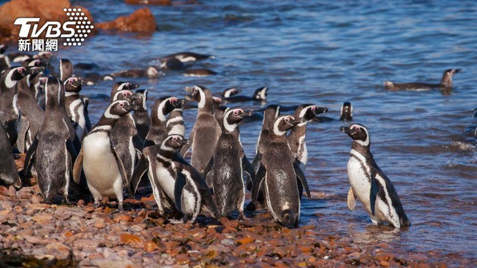 麥哲倫企鵝會隨季節遷徙。（示意圖／Shutterstock達志影像）