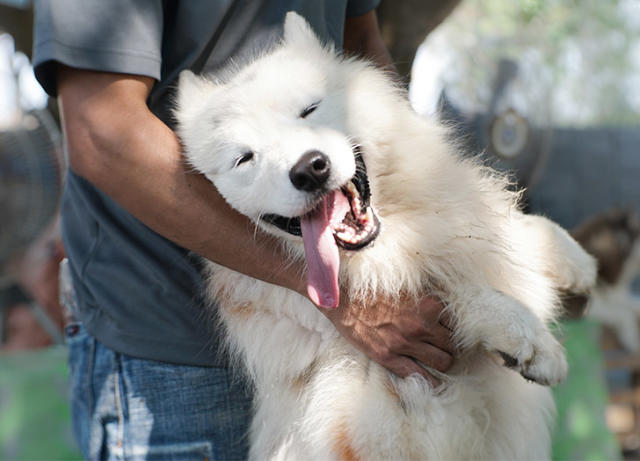 24 Fluffy Dog Breeds with Cloud-Like Coats (Including Pictures)