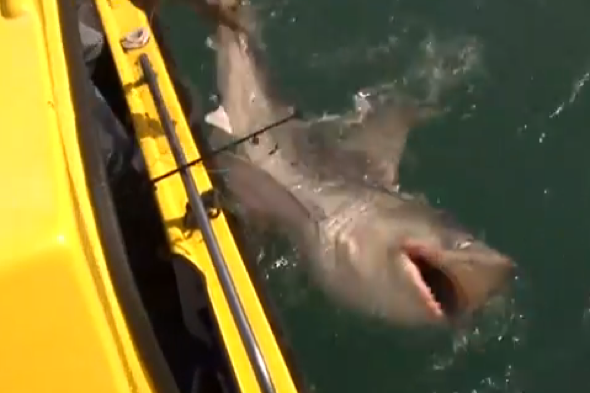 Huge-shark-caught-britain-devon-near-holiday-beach