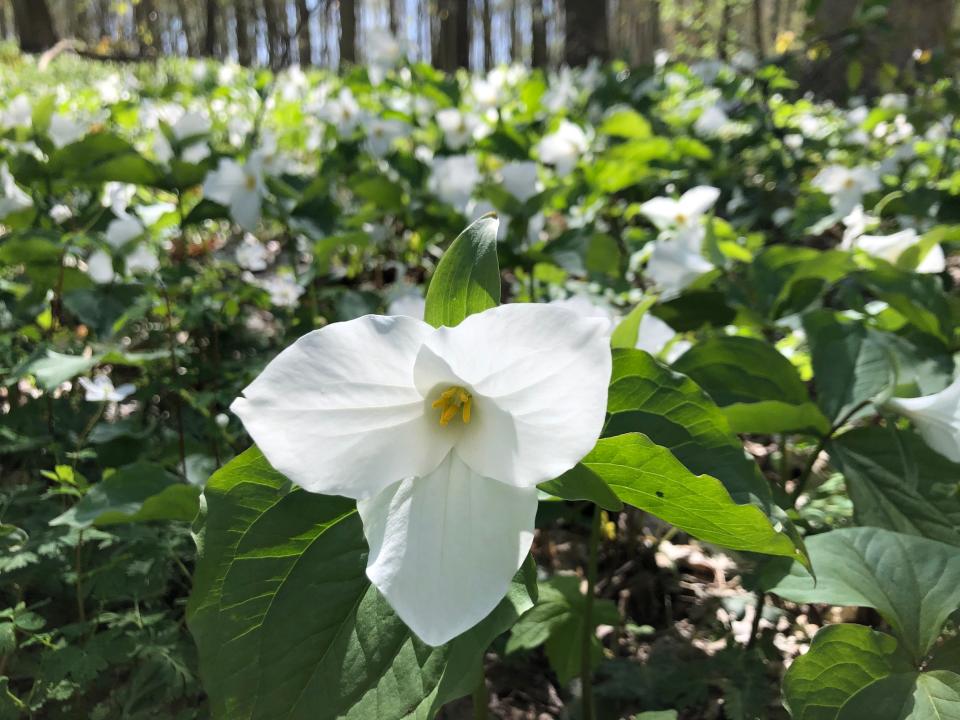 Large-flowered white trilliums are in full bloom at Trillium Ravine Nature Preserve in Niles and at other local nature preserves. Harbor Country Hikers will look for wildflowers at Warren Woods State Park on May 4, 2024.