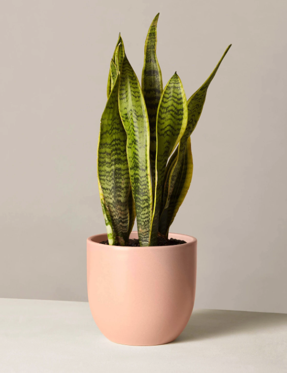 snake plant laurentii, online flower delivery