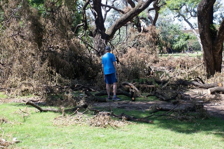 Son cientos los árboles que se cayeron tras el temporal en la Ciudad de Buenos Aires