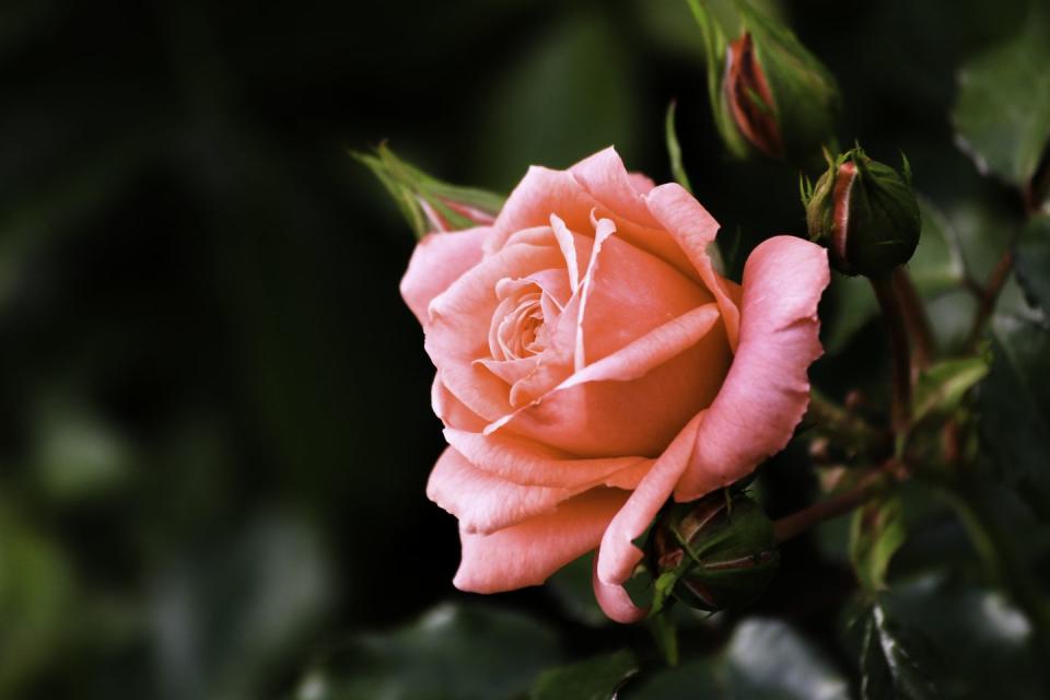 3) Rose