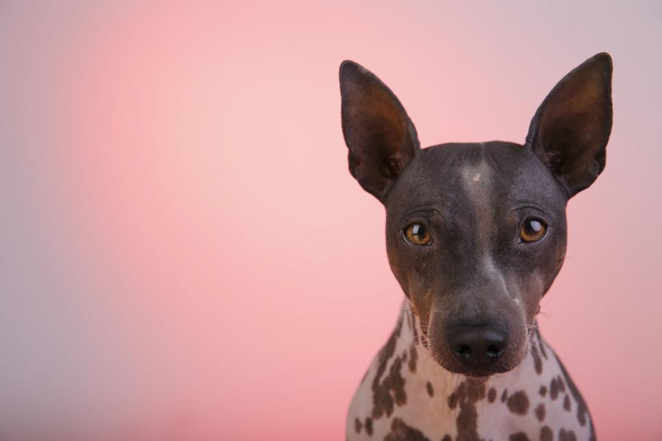 American Hairless Terrier