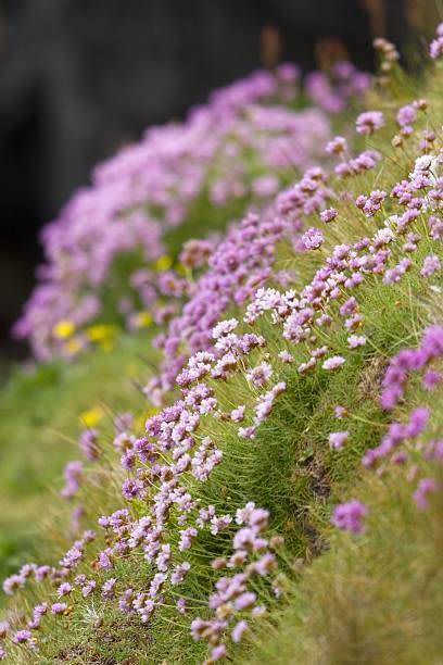 sea thrift in flower on handa island photo by loop imagesuniversal images group via getty images