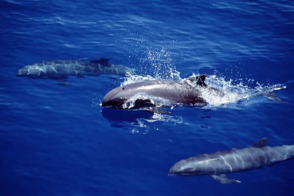 Melon-headed whales swimming in tropical waters (not hybrids).