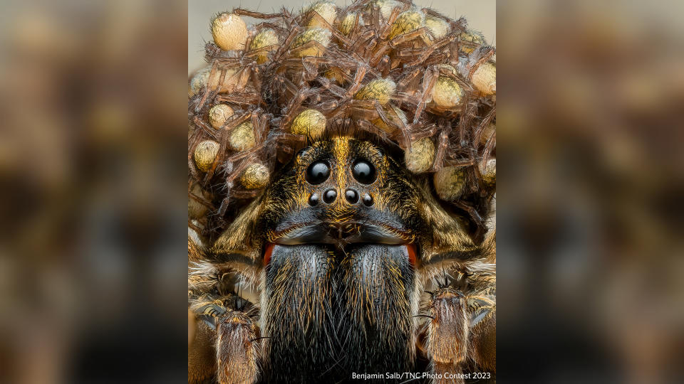 Profile photo of a wolf spider carry her spiderling babies on her head.