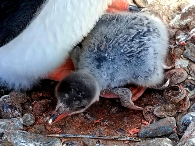 Penguin chick born in Eden for the first time in 30 years holds