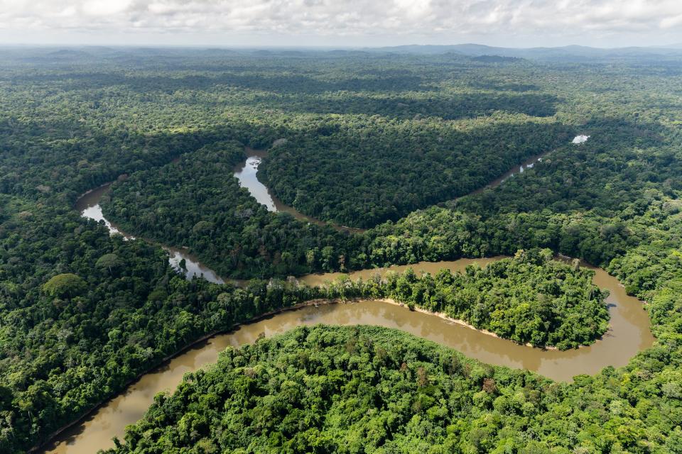 400 nouvelles espèces de plantes et d’animaux découvertes en Amazonie