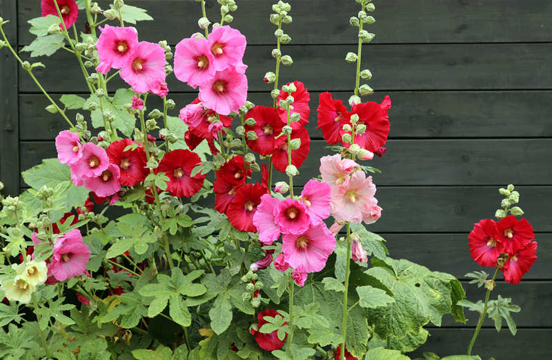 Alcea rosea (common hollyhock) is an ornamental plant in the Malvaceae family. Blooming plants on the background of a black wooden fence.