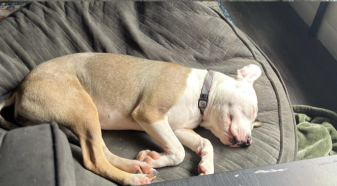 Closeup of a dog sleeping