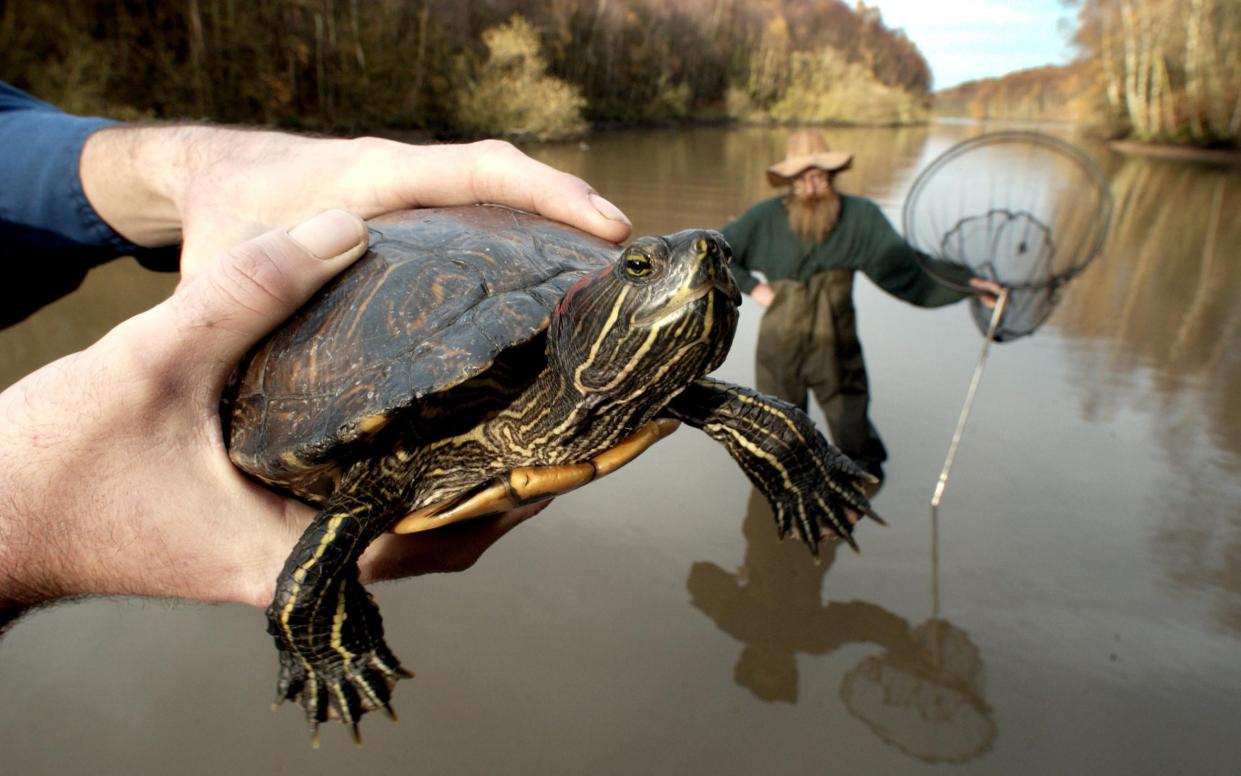 Trapper Terry Green catches an American Red Eared Terrapin aided by Ranger Karl James from Severn Trent Water's Foremark reservoir and nature reserve, near Derbyshire - Roger Bamber