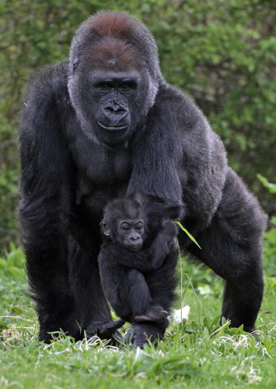 Baby gorilla