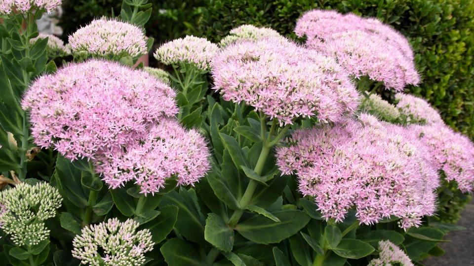 fall flowers sedum