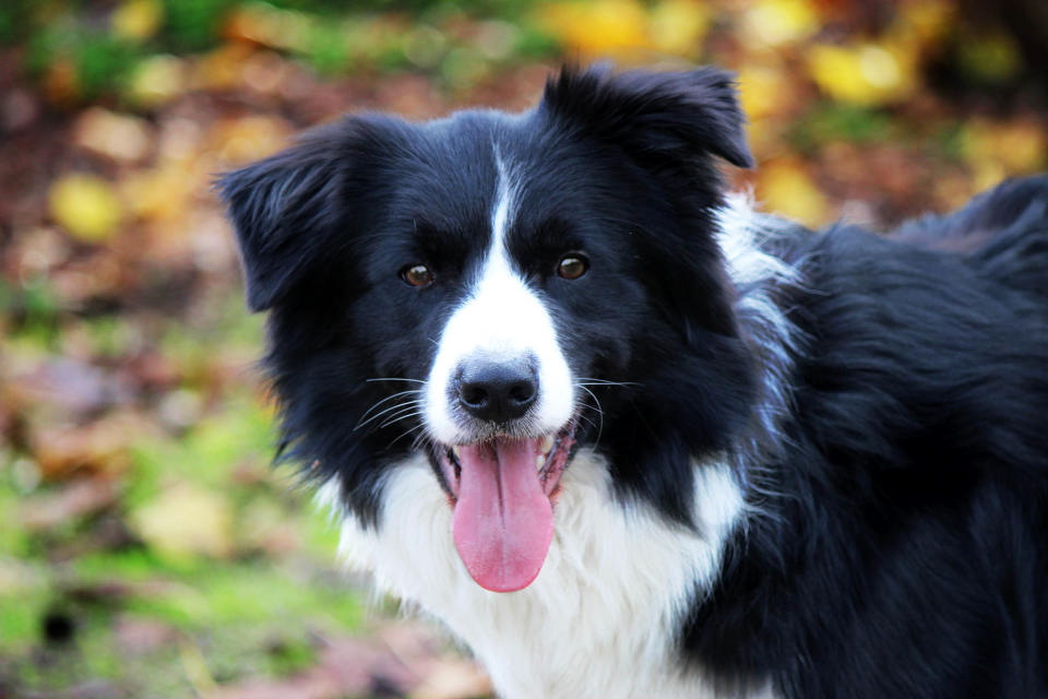 Border Collies gelten als sehr kluge und lernfreudige Hunde.