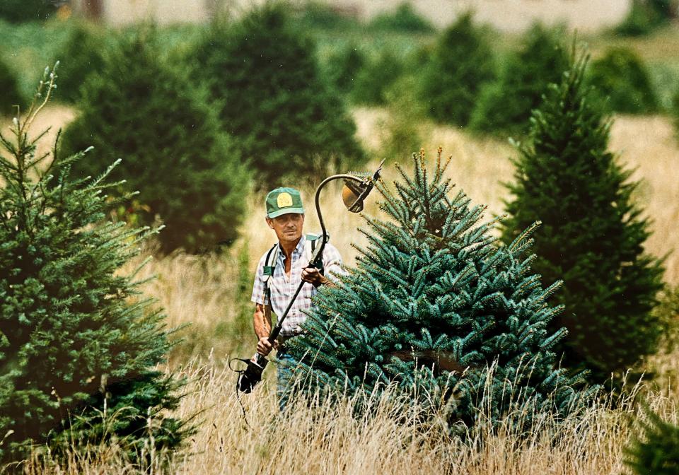 Jack Coleman prunes one of his 100,000 Christmas trees during the offseason in this photo from August 4, 1993.