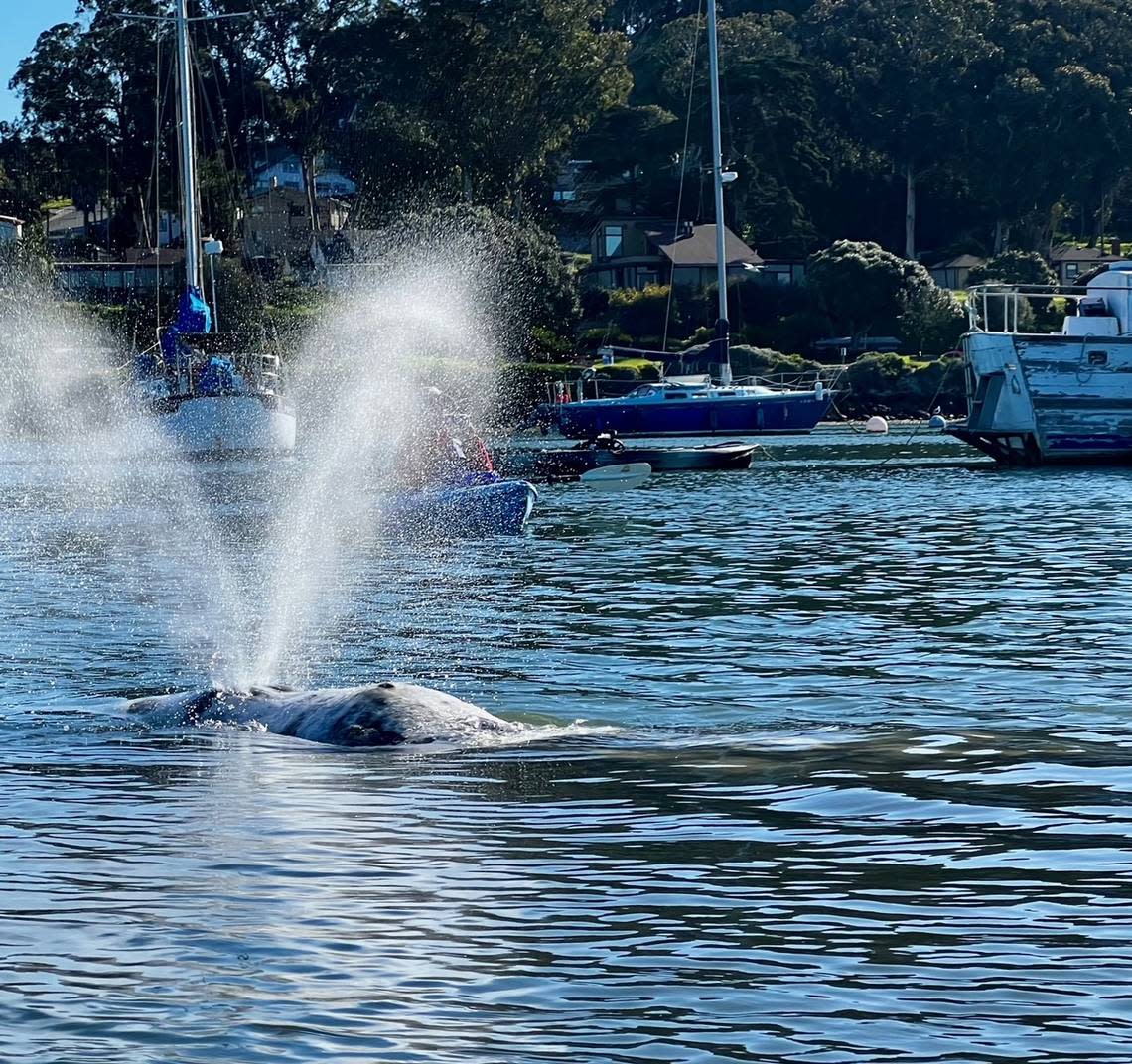 A gray whale swims in the Morro Bay Harbor on Thursday, March 14, 2024. The whale has been been spotted in the harbor for the last few days. Paul LaRiviere