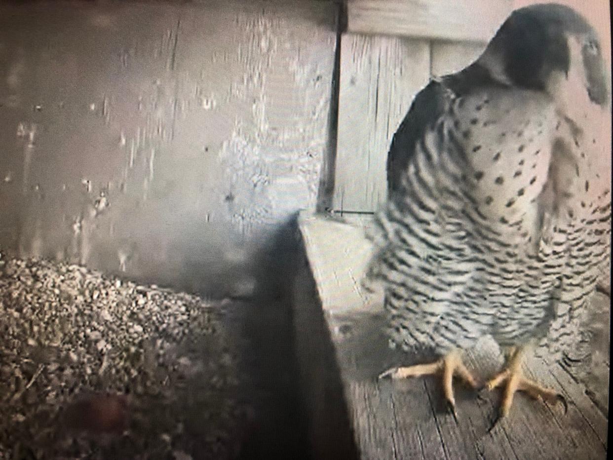 A peregrine falcon is seen with an egg in the nest on top of South Bend's County-City Building on Monday, March 20, 2023.