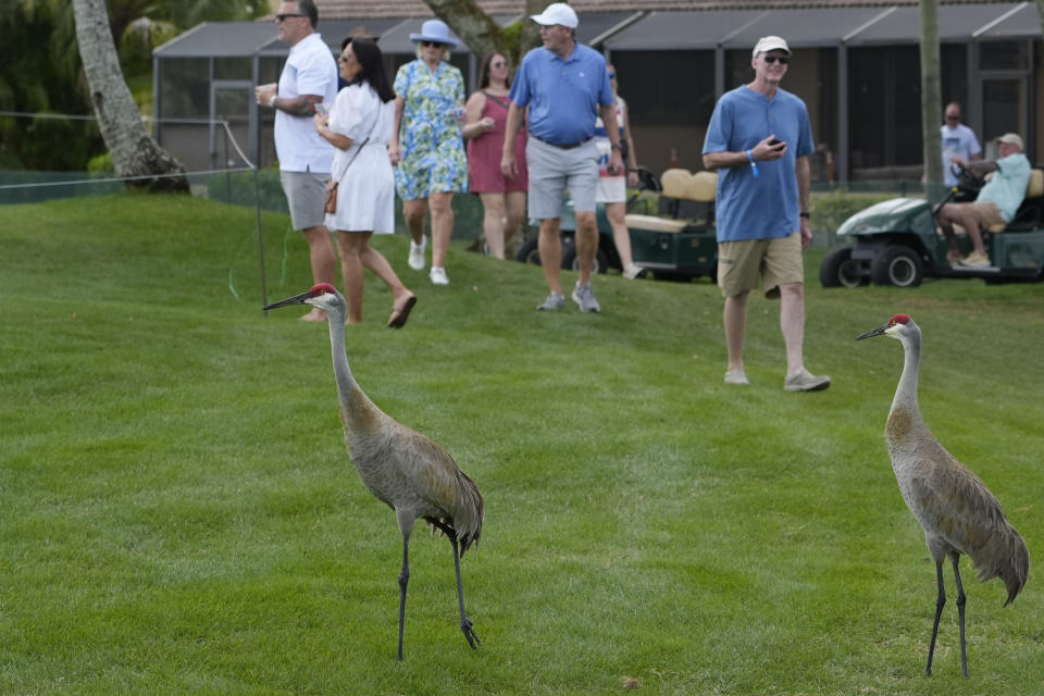 Sandhill cranes walk near the fifth green during the first round of the Cognizant Classic golf tournament, Thursday, Feb. 29, 2024, in Palm Beach Gardens, Fla. (AP Photo/Marta Lavandier)