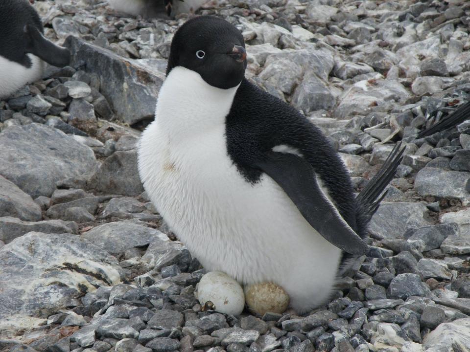 Pingüino de Adelia incubando sus huevos. Andrés Barbosa, Author provided