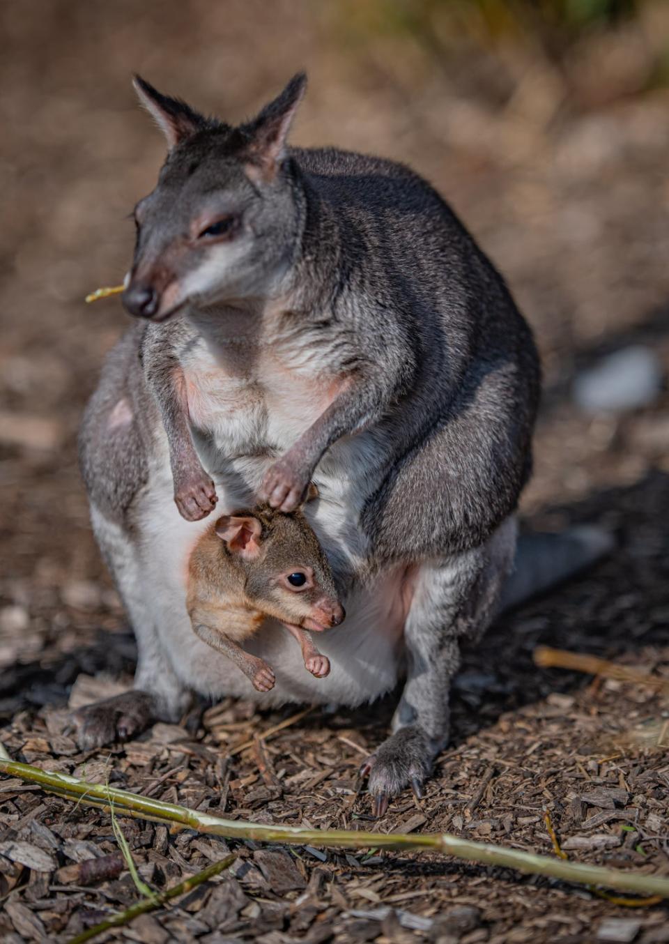 A newborn dusky pademelon joey peeks out of mum’s pouch for the first time at Chester Zoo. (Chester Zoo/PA)