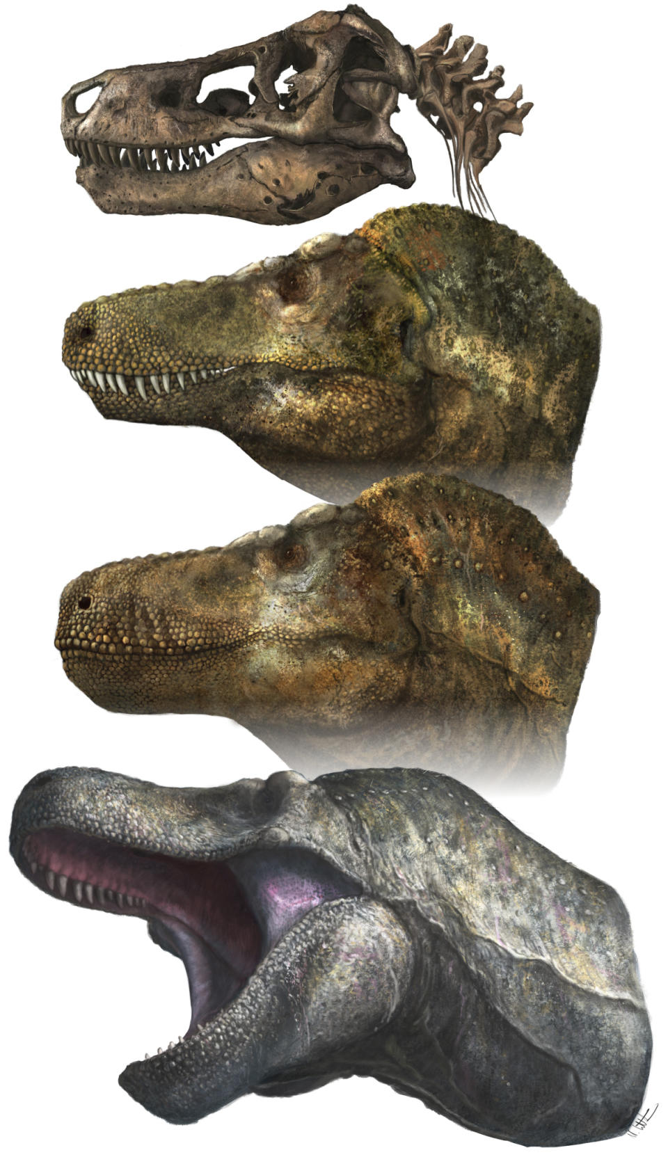 This illustration provided by Mark P. Witton in March 2023 depicts two principal models of predatory dinosaur facial appearance: crocodilian-like lipless jaws, or a lizard-like lipped mouth. The teeth on T. rex and other big theropods were likely covered by scaly lips, concludes a study published Thursday, March 30, 2023, in the journal Science. The dinosaur's teeth didn't stick out when its mouth was closed, and even in a wide open bite, you might just see the tips, the scientists found. (Mark P. Witton via AP)