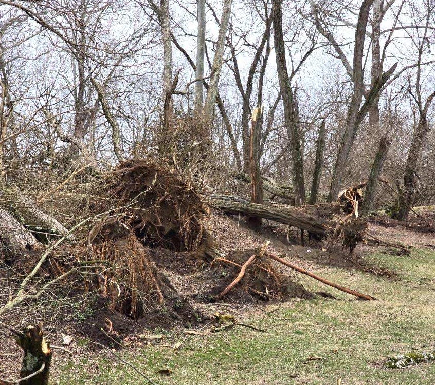 More than 50 trees were uprooted or snapped off at Lake Hudson by the storm that passed through Granville early in the morning on Wednesday.