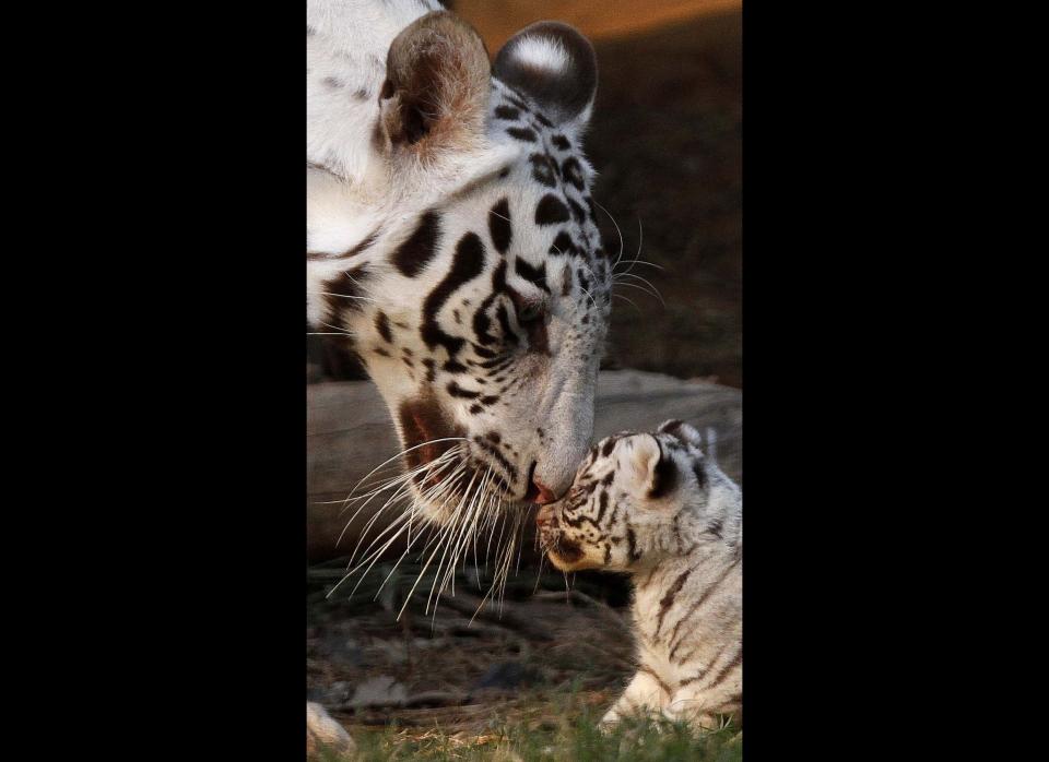 Khushi, a white tigress, plays with her newborn cub at the state zoological park in Gauhati, India, Saturday, Feb. 11, 2012. Khush gave birth to three cubs on Jan. 6. (AP Photo/Anupam Nath)